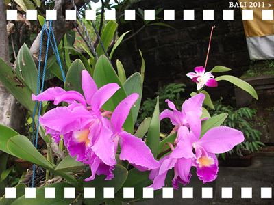 bali-flowers.jpg
